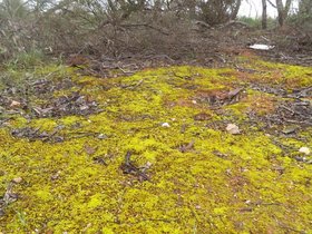 Moss in the Mallee small.JPG